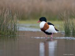 20180118 Bergeend De bergeend zit een beetje tussen eend en gans in. Het mannetje onderscheidt zich van het vrouwtje door een knobbel op de felrode snavel. Hij is gemakkelijk te herkennen. Ze eten voornamelijk kleine, ongewervelde dieren, zoals slakken, wormen, schelpdieren, kleine kreeftachtigen en insecten. Door met de poten trappende bewegingen te maken in ondiep water, jaagt de bergeend prooien. De bergeend is een echte holenbroeder en bouwt het nest vaak in een verlaten konijnehol. Daarnaast bouwt de v