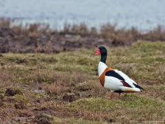 Zeeland / Wissekerke / 20150403