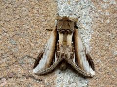 20190412 Berkenbrandvlerkvlinder De Berkenbrandvlerkvlinder is een nachtvlinder uit de familie van de tandvlinders. Veel tandvlinders vind ik mooi, deze ook. De soort komt algemeen verspreid over het heel ons land voor, maar wordt bij ons duidelijk minder waargenomen dan in de oostelijke helft van het land. Hij heeft een voorvleugellengte van 20 tot 26 mm. De vlinder overwintert als pop onder de grond en vliegt nu, van half april tot eind september rond in twee generaties.