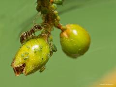 20190810 Bladluizen Een luizenleventje hadden ze op onze Cotoneaster. Goed bewaakt door de zwarte wegmier en eten zat. Groot en klein dicht op elkaar. De kleintjes gedijen goed, worden snel groot en zorgen niet veel later ook weer voor kleintjes.