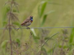 Blauwborst 20120602