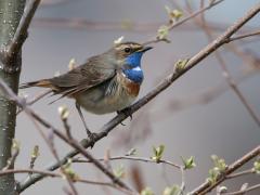 Blauwborst 20130413 Zundert Mortelbeek