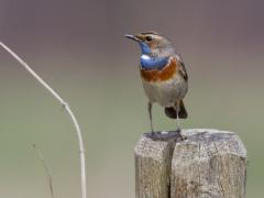 Blauwborst 20130413 Zeeland Hogerwaard polder