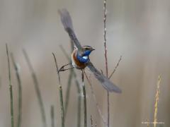 Blauwborst 20130413 Zundert Mortelbeek