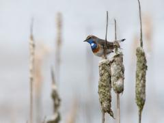 Blauwborst 20130413