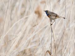 Blauwborst 20140426