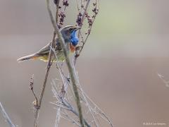 20180419 Blauwborst Het zit een hobbyvogelfotograaf niet vaak mee. Zoals te zien op deze foto. Takjes voor de vogel, waarom poseert ie niet even op een mooiere plek. En, als je goed de foto bekijkt, dan zie je ter hoogte van de vleugel over de hele breedte van de foto een iets lichtere baan. Dat komt hier omdat de blauwborst precies achter een prikkeldraad ging zitten die tussen lens en vogel zat. Die prikkeldraad komt heel erg onscherp op de foto, wordt een brede verstoring die scherpte- en contrastverlies