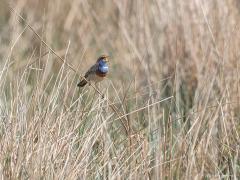 20180418 Blauwborst Altijd fijn om in het voorjaar weer die leuke blauwborst tegen te komen. Na wat oefening herken je zijn liedje wel. Dat helpt echt om hem te vinden. En, je ziet ze steeds meer, deze bijvoorbeeld in het nieuwe stukje natuur tussen Pannenhoef en Vloeiwijde, opzij van het Vervul. T.o.v. 1980 vliegen er bij ons wel zeven maal zoveel blauwborstjes rond. Een echte aanwinst wat mij betreft.