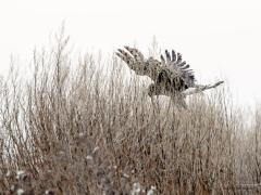 Blauwe kiekendief 20190118 Zuid Holland Battenoord