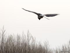 Blauwe kiekendief 20190118 Zuid Holland Battenoord