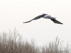 Blauwe kiekendief 20190118 Zuid Holland Battenoord