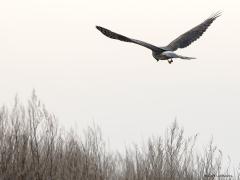 Blauwe kiekendief 20190118 Zuid Holland Battenoord