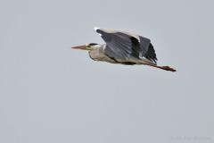 Blauwe reiger 20110605
