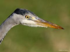 20180904 Blauwe reiger Zo ziet een plaatje van de kop van de blauwe reiger er uit als je iets beters gebruikt dan een eenvoudig smartphone'tje. Een vervaarlijk wapen is die dolksnavel. Ook in gevangenschap bij revalidatie bijvoorbeeld, altijd erg opletten dat de vogel niet toeslaat richting je ogen.