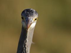 Blauwe reiger 20111217