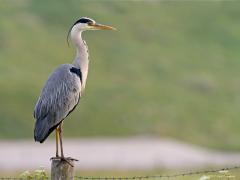 20171120 Blauwe reiger Na het tonen van de witte nu ook de blauwe in beeld gebracht. Die verdient het ook want het is gewoon een erg mooie vogel, vind ik toch. Ook in de vlucht is het een mooi gezicht. De blauwe reigers broeden merendeels in kolonies, slechts af en toe solitair. Verreweg de meeste van de rond 500 bekende kolonies liggen in het lage deel van het land, inclusief het rivierengebied maar ook in steden zijn kolonies geen uitzondering. In Nederland broeden ca. 11.000 paartjes.