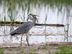 201809054 Blauwe reiger De blauwe reiger kan nog meer dan het kleinste vijvertje vinden. Namelijk heel grote prooien door slikken. Je denkt, dat lukt hem nooit, maar toch glipt na poging x de grote brasem in de erg flexibele slokdarm, richting de erg zure agressieve maagsappen die alle onderdelen oplossen voor een handige latere uittocht.