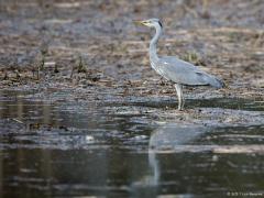 Blauwe reiger 20170317