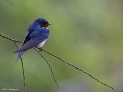 20170629 Boerenzwaluw De engelse naam is Barn Swallow. Maar helaas zijn er steeds minder barns waar deze prachtige sierlijke en ook nog eens nuttige vogel naar binnen kan. En als ie al naar binnen kan wordt ie daar steeds minder geaccepteerd, want de spullen worden daardoor wellicht wat vuiler. Het gaat zo niet goed met deze zwaluw. Maar stel je eens een zomer voor zonder deze sierlijke vogel. Kortom, we moeten hem koesteren. 