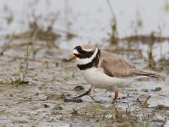 20190514 Bontbekplevier De vorige bontbek op de dijk was een juveniel. Volwassen bontbekken zoals hier, hebben diep zwart in het kleed dat sterk af steekt tegen de witte delen. Als ze eten zoeken staan ze continu met een poot in de modder te trillen om beestjes naar boven te pesten. Knap dat ze dat zo lang vol houden zonder kramp te krijgen.