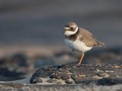 20190513 Bontbekplevier Was je de afgelopen weken een keer vroeg aan de kust op een geasfalteerde dijk, zoals hier bij Westkapelle, dan kun je deze leuke plevier tegen komen. De bek zwart en geel, dus bont. De vorm van de plevier is niet zo moeilijk te herkennen. Ze broeden maar in klein aantal in Nederland, geschat iets van 400 paar. In de winter verblijven er ongeveer twee maal zo veel. Op doortrek worden er veel meer geteld, tot wel 30.000. Je kunt ze in onze polders tegen komen maar Zeeland is een veel 