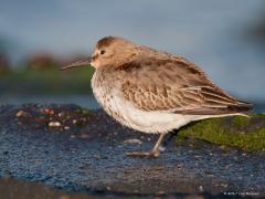 20171023 Bonte strandloper In deze tijd kun je deze relatief kleine strandloper goed tegen komen aan de kust bij de Noordzee. Deze foto nam ik bij de dijk bij Westkapelle. Hier bijna geheel in winterkleed want in de zomer zijn ze meer gekleurd en hebben ze een zwarte vlek op de buik. Verschillende ondersoorten en populaties hebben verschillende trekstrategieën. Ze verlaten hun broedgebieden vanaf juli. De najaarstrek door Nederland is vooral in augustus-november, grootste aantallen in Waddenzee. Overwintert