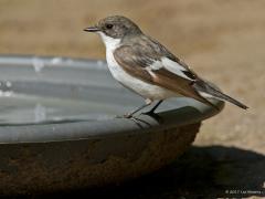 20170728 Bonte vliegenvanger Een drinkenbakje in je tuin loont als je vogels wilt zien. Er wordt in de zomer immers vaak gebruik van gemaakt. Voor een natje of voor een badje. Ook de bonte vliegenvanger kwam af en toe drinken. Opvallend is dat hier het wel de meer gewone bruine kleur betreft. Zou dit het vrouwtje zijn geweest en die ik gisteren liet zien het mannetje? Zou er dan toch in de buurt gebroed zijn geweest?