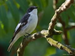 20170727 Bonte vliegenvanger Voor ons was het bijzonder dat we enkele weken lang een bonte vliegenvanger vaak in onze tuin zagen. Het kwam niet tot broeden bij ons en ik weet niet of het bij de buren of verderop in de buurt raak was. Maar leuk vond ik het wel om deze parmantige vogel goed in beeld in onze rhus te kunnen zien. De bonte vliegenvanger is met zijn 13 cm iets kleiner dan de 14 cm grote grauwe vliegenvanger. Zijn spanwijdte is 21 tot 24 cm en hij weegt tussen de 9-15 gram. Hij broedt in mei-juni 