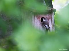 20190428 Bonte vliegenvanger Enkele dagen terug hoorde ik bij de buren een vogelliedje dat ik niet een twee kende. De dag erop zagen we de vogel in onze eigen tuin, de herkenning was toen niet moeilijk meer. En vandaag zag ik hem aan een van onze nestkastjes hangen, zag hem ook zelfs even naar binnen wippen. Wat zou het leuk zijn als deze leuke vliegenvanger bij ons in de tuin tot broeden zou komen. Dat heb ik veel liever dan dat andere nest dat we hebben, helaas een ekster bovenin onze hazelnoot.