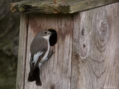 20190430 Bonte vliegenvanger Hij zingt nog volop in onze tuin, inspecteert met regelmaat het nestkastje, maar is nog steeds maar alleen hier in de tuin. Zou hij hier nog een dame ontmoeten, ik heb nog hoop maar ... ? Het is een geringde vogel, aflezen is me nog niet gelukt.