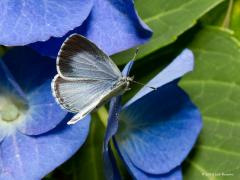 20180725 Boomblauwtje Het kroonblad van onze hortensia (Hydrangea) is blauwer dan het boomblauwtje dat er hier zit. Dit blauwtje is een dagvlindertje en die houden normaliter hun vleugels gesloten op de rug. Maar hier worden de vleugels even open gehouden en dan is mooi de tekening op de bovenkant van de vleugels te zien. We zien daarop aan de buitenrand van zowel onder- als bovenvleugel een zwarte rand, van dunne stippen onder oplopend tot een brede baan boven.