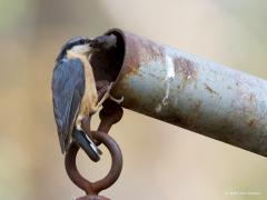 20190630 Boomklever Nog een keer de boomklever. Nu om te laten zien dat ze ook wel eens buiten de normale lijntjes kleuren. Ik zag de klever in deze afrasteringsbuis kruipen. Naar het lijkt met nestmateriaal. Of het in de buis ook tot broeden kwam heb ik niet meer vast gesteld.