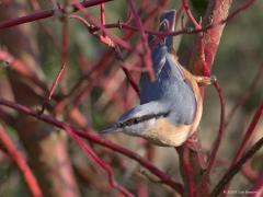 20180101 Boomklever In de winter willen deze mooie vogels graag een vetbol of voedertafel bezoeken. Zo is deze foto ook gemaakt. De klever kwam via deze struik (Kornoelje, Cornus Alba, denk ik) afgedaald richting een vetbol. Boomklevers zijn gebonden aan oude loofbomen. Ze hebben een ruime verspreiding over de bosrijke streken van Nederland, inclusief delen van de binnenduinrand, en nestelen ook in parken en oude tuinen in stedelijk gebied. De verspreiding werd sinds ongeveer 1975 veel ruimer. Op de zandgro