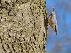 20190627 Boomklever En hierom is ie wereldberoemd in de Benelux. Het is hier de enige vogel die met evenveel gemak zowel omlaag als omhoog langs een boomstam kan lopen. Met de kop omlaag naar beneden lopen is dus geen enkel probleem. De grote nagels, ook aan de achterteen, geven voldoende grip. En duizelig wordt ie ook niet, evenmin krijgt ie er hoofdpijn van. Spechten en boomkruipers kunnen alleen omhoog klimmen. Spechten gebruiken daarbij hun staart om op te steunen, dat doet de boomklever niet.