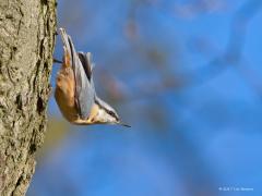 20170316 Boomklever Ik heet niet voor niets boomklever, ik kan namelijk met de kop recht naar beneden over een stam lopen, de enige vogel die dat doet.  Boomklevers zijn holenbroeders die erom bekend staan de opening van hun broedholte te verkleinen door te 'metselen' met modder. Ze beginnen binnenkort daar al weer mee.