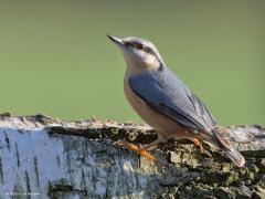 20190625 Boomklever Wandel je in het park of in een loofbos dan kom je deze leuke vogel vast tegen. Zijn harde roep ontgaat je niet. Zijn manier van doen is uniek, is de moeite waard om te leren kennen.