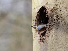 20190628 Boomklever Dat de boomklever op een boom ook makkelijk recht naar beneden kan lopen is niet het enige noemenswaardige van deze mooie vogel. De boomklever is namelijk ook een metselaar. Als specie gebruikt ie modder. Met die modder metselt ie namelijk een precies passende deur voor zijn nestholte. Beter gezegd, een precies passend gaatje voor zijn ruime woning. Als het metselwerk klaar is kan ie zich nog net door het gaatje wurmen. Zo hoopt ie ongewenste gasten uit huis te houden. Op deze foto zie j