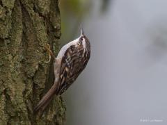 20170317 Boomkruiper Een boomkruiper gaat ook naar boven op de boomstam maar kan niet net zoals de boomklever op de stam naar beneden lopen. Beide komen bij ons best veel voor, op de meeste boswandelingen vind je ze wel in het loofhout. De spitse snavel van de boomkruiper is omlaag gebogen waarmee insecten uit spleten in boombast worden gepeuterd.