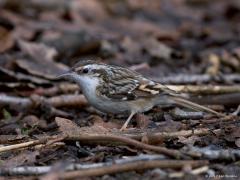 20170625 Boomkruiper Zo als hier op de grond zie je dit leuke klauteraartje niet vaak. Hun voedsel bestaat immers uit insecten die met de gekromde snavel uit de spleten in boomschors gehaald worden. Tijdens dat zoeken naar voedsel kruipt de boomkruiper in een spiraal van onder naar boven langs boomstammen; behalve als ie je ziet staan met je camera, dan blijft ie vervelend genoeg vaak alleen aan de andere kant van de boom zoeken. De staart bestaat uit stijve pennen en wordt als ondersteuning tijdens het kli