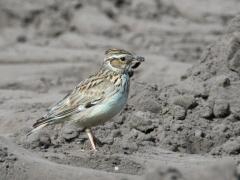 20170221 Vandaag voor het eerst dit jaar de boomleeuwerik weer gehoord en ook gezien. Bij De Krochten bij Klein Maalbergen. Eind februari wordt deze vogel al flink actief, begin april broeden ze al. De zwarte vlek aan de rand van de vleugel is een goed kenmerk, evenals het zeer karakteristieke liedje van hun.