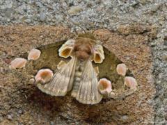 20170830 Braamvlinder Een mooie nachtvlinder vind ik zelf, deze braamvlinder uit de familie van de eenstaartjes. De rups kun je tegen komen van juli tot oktober. Die blijft als jonge rups op waardplanten zoals gewone braam en framboos foerageren. De meer volgroeide rups verbergt zich overdag tussen dode bladeren en foerageert vooral ´s nachts boven op de bladeren. De soort overwintert als pop in een cocon op of in de grond. Eenmaal als vlinder vliegt ie van eind april tot begin september. In twee generaties
