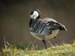 20171227 Brandgans In principe een echte wintervogel deze brandgans. Tussen een half en heel miljoen van deze vogels overwinteren in ons land. Pas vanaf 1984 broeden ze ook hier. Steeds meer, nu al wel een stuk of 25.000 wordt geschat. Dit zal zo'n niet trekkende verwilderde vogel zijn geweest die ik aantrof bij de leemskuilen. Een beetje eenzaam moet ie zich daar gevoeld hebben want in de regel verblijven ze gezellig in grote groepen bij elkaar.