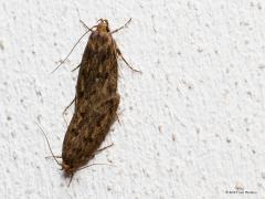 20190801 Bruine huismot Ik vond dit verliefd stel in ons schuurtje. Niet zo'n bijzondere ontdekking want dit insect, die ook wel zadenmot wordt genoemd, komt heel veel voor. Het is een vlindertje uit de familie van de sikkelmotten (Oecophoridae). De vlinder heeft een spanwijdte van 15 tot 26 mm. Op de donkerbruine voorvleugel zitten drie of vier vlekken. De achtervleugels zijn iets lichter, beige, van kleur. Ze kunnen een plaag vormen vanwege het eetgedrag van de rupsen. Die eten van eigenlijk alle plantaar