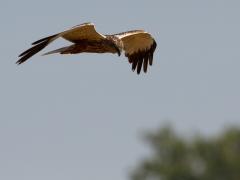 20120801 Bruine kiekendief