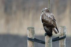 Buizerd 20120114