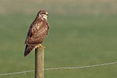 Buizerd 20120128