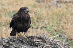 Buizerd 20120224