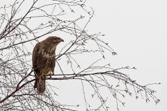 Buizerd 20120302