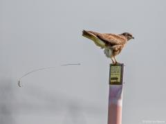 Buizerd 20160504