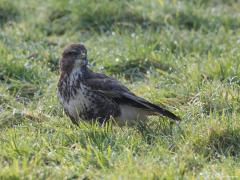 Buizerd 20170206 Zundert De Pannenhoef